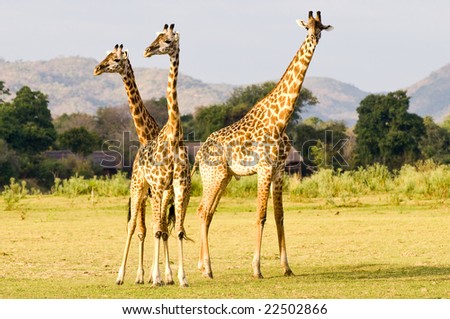 Trio of Thornicroft giraffe standing in an open field in Zambia, Africa.