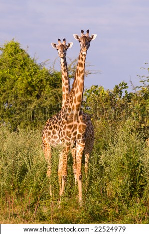 funny. giraffes. inquisitive