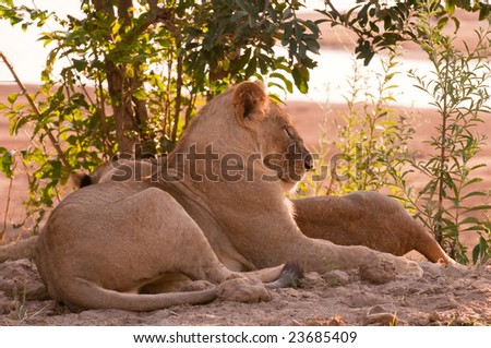 Pair of African lions sleeping with the late afternoon sun lighting their faces.