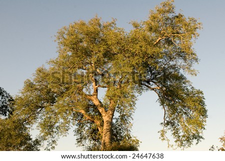 Tamarind tree photographed in the outback of Zambia.