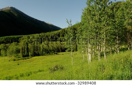Aspen valley in full splendor of green with Aspen tress and mountain backdrop.
