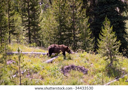 Young grizzly bear photographed in the woods in Jackson Hole, Wyoming.
