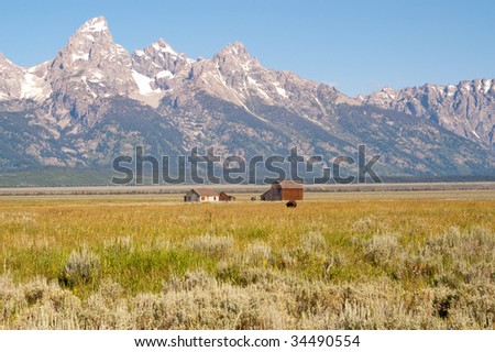 Pioneer homes against grand Tetons with a  buffalo roaming in the field.