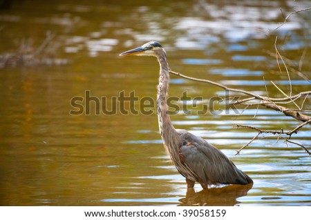 Giant blue heron standing in the water at Black Water Wildlife Refuge in Maryland.