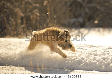 Soft Coated Wheaten Terrier having fun running and playing in the snow.