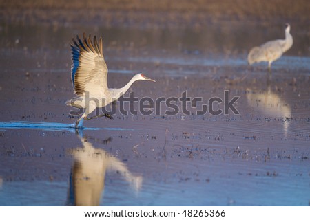 Sandhill crane gets ready to fly at the Bosque del Apache reserve in New Mexico.