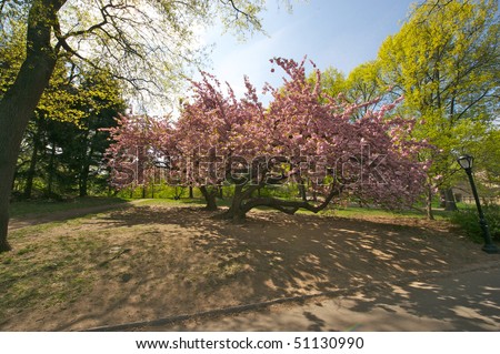 new york central park spring. spring day in Central Park