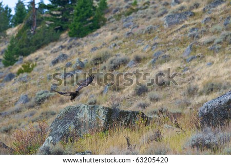Golden Eagle landing on a boulder.