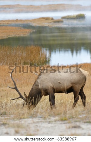 Closeup of a bull elk grazing in a field with a nice water background.