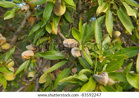 Almonds on a tree ready for harvest