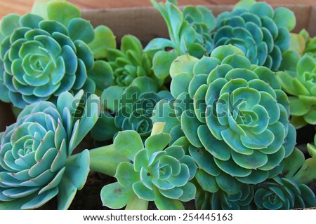 Chicken and hen succulents planted in a planter: mature succulents and succulent offspring