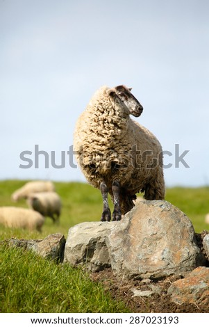 Sheep in full wool coat standing on a rock ; green pasture, blue sky, white wooly sheep on a brown rock with its herd.