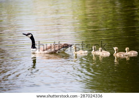 Mother goose teaching five goslings to swim; on a pond, a mother Canadian goose swims with her five downy goslings