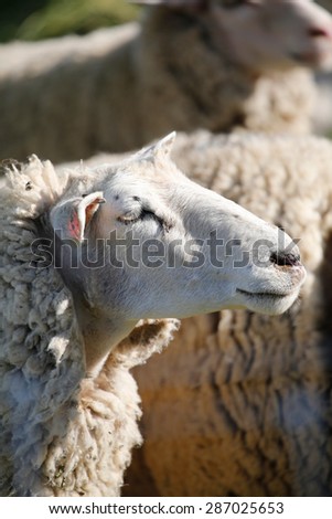 Close up of a white sheep\'s face; sheep standing in a herd enjoying the warmth of the sun on its face