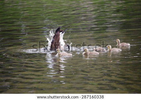 Canadian goose feeding upside down in a pond of water; mother goose teaching goslings how to feed in the water