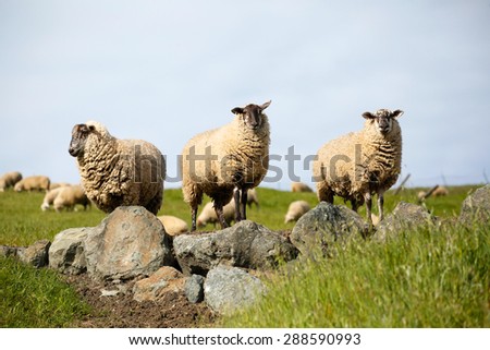 Three sheep on boulders in full wooly coat; sheep in a pasture with white dirty costs in a green pasture and blue sky,