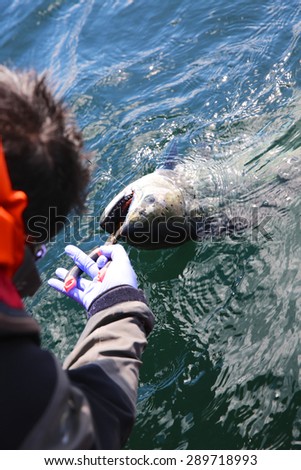Fisherman releases King Salmon from fishing line.