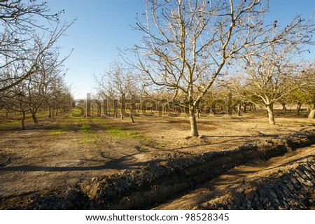 Morning shot of a dormant walnut orchard in Central California