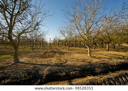Morning shot of a dormant walnut orchard in Central California