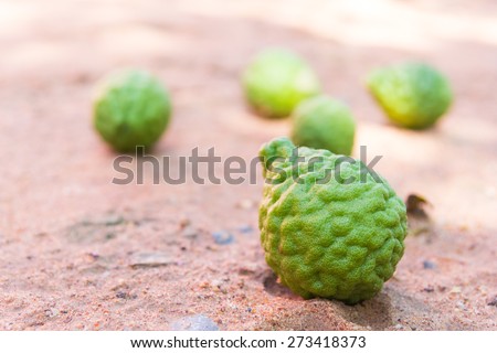 Kaffir lime fruit on a floor.