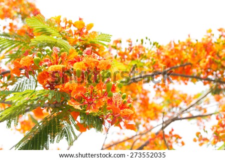 Flame Tree or Royal Poinciana Tree on white background.