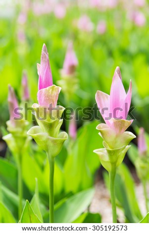 Close up of pink Siam Tulip.
