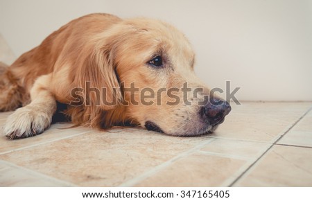 golden retriever dog sad his owner go bankrupt and now no home