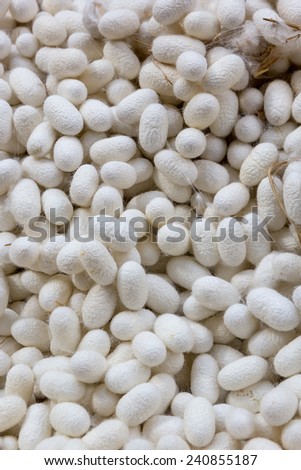white silk cocoon pattern in the factory
