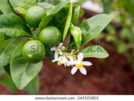 green lemon - lemon tree -limes - lime tree