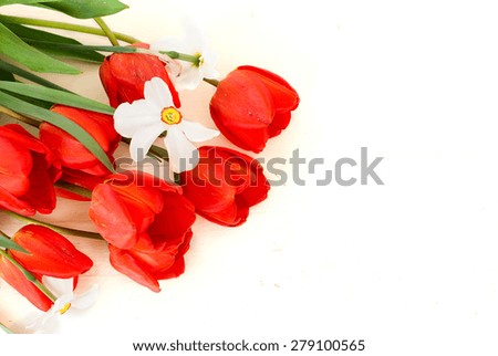 bouquet of white daffodils and red tulips on a white background. Spring flowers lie on a white wooden board closeup