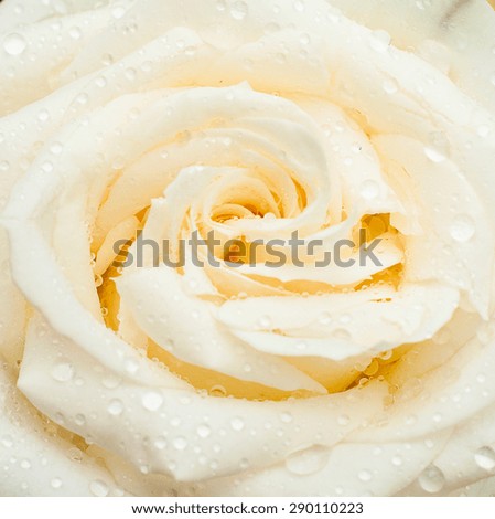 white rose with drops on the petals and buds after the rain
