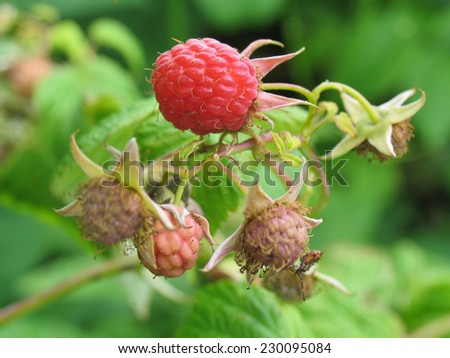 Little raspberry. Pretty ripe red raspberry on a branch. Shallow depth of field. Focus on biggest berry