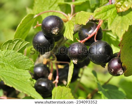 Berries of black currant. Fruiting bush of currant. Shallow depth of field. Focus on berries
