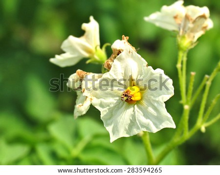 Flowering potato. Potatoes has not so big flowers a white, rose or blue colors, the fruits of potato are poisonous. Shallow depth of field