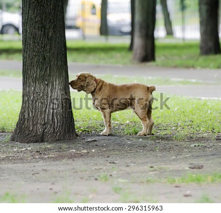 Red dog sniffing spaniel for a walk tree