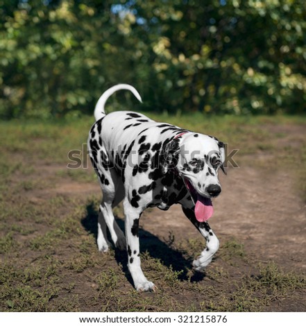 tired beautiful clean Dalmatian dog in a collar running along the ground with grass in the summer on a sunny day in nature Photo