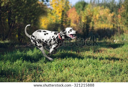 tired beautiful clean Dalmatian dog in a collar fast running along the ground with grass in the summer on a sunny day in nature Photo