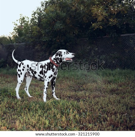 Dog Dalmatian standing outside in nature and resting