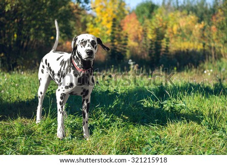 Gorgeous dog breed Dalmatian on nature walks, stands and looks into the distance