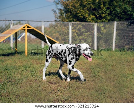 Dalmatian is in the nature tongue hanging