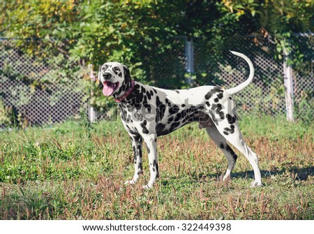 Cute Dalmatian dog breed stands in the position of exhibition stand on a background of green and yellow nature