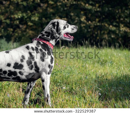 Dalmatian dog in nature basking in the sun