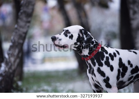 Portrait of black and white dalmatian dog breeding on a background of the first snow