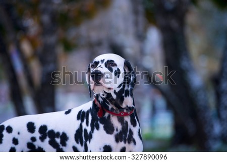 Portrait of black and white dalmatian dog breeding on a background nature