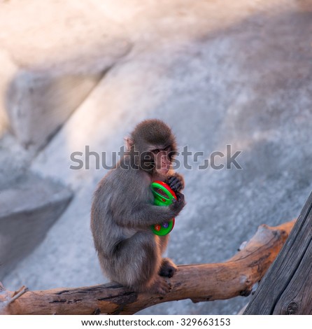 baby monkey sitting on a tree branch and children playing in a toy phone numbers ring at the zoo photos