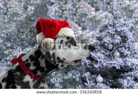 Black and white spotted dog breed Dalmatian in a Santa Claus hat curious sniffing a Christmas tree with toys covered with snow balls
