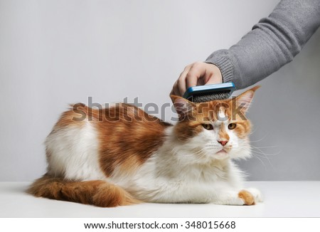 Care Maine Coon cat, combing hair brush for animals. Man\'s hand.