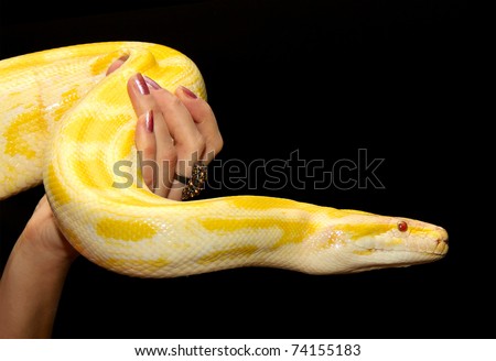 Snake in a human hands