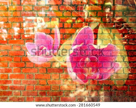 Orchid Flower on Red Brick wall texture background