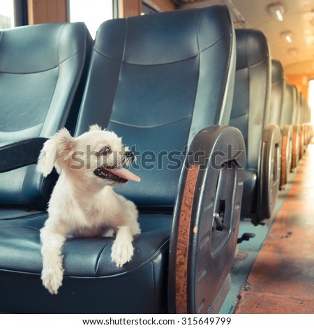 The cute Dog travel on the train, Vintage style